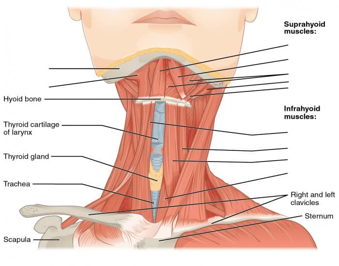 hyoid muscles